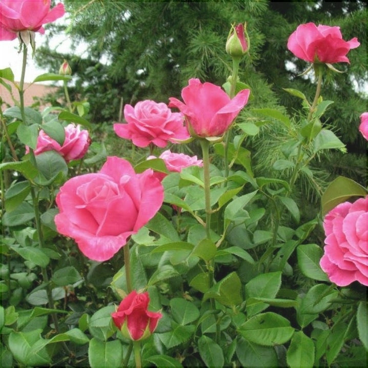 Trandafir Tufa "Caprice", Roz, la Ghiveci 3L, Anul 2, 1 Bucata