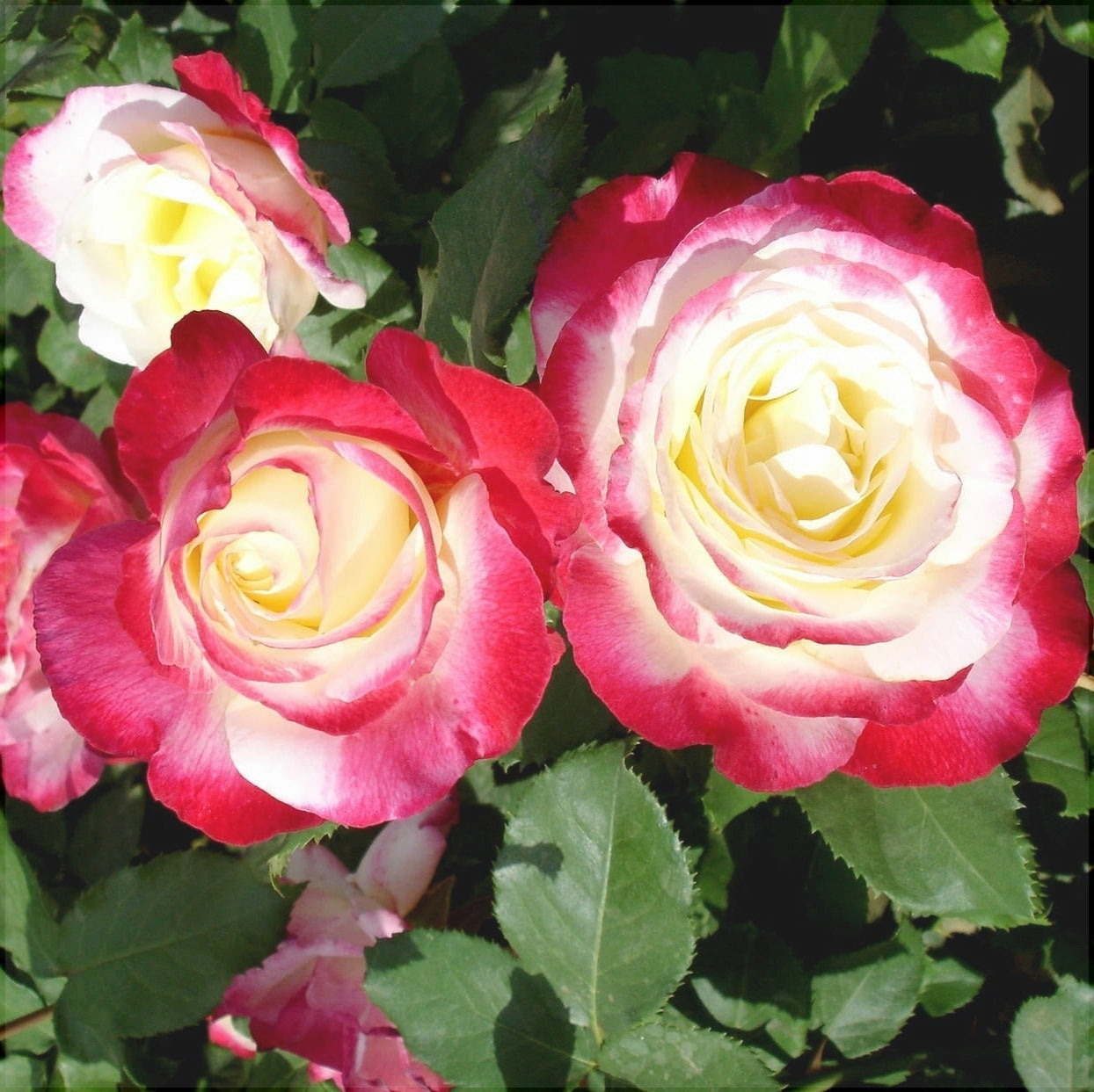 Trandafir Tufa "Double Delight", la Ghiveci 3L, Anul 2, 1 Bucata