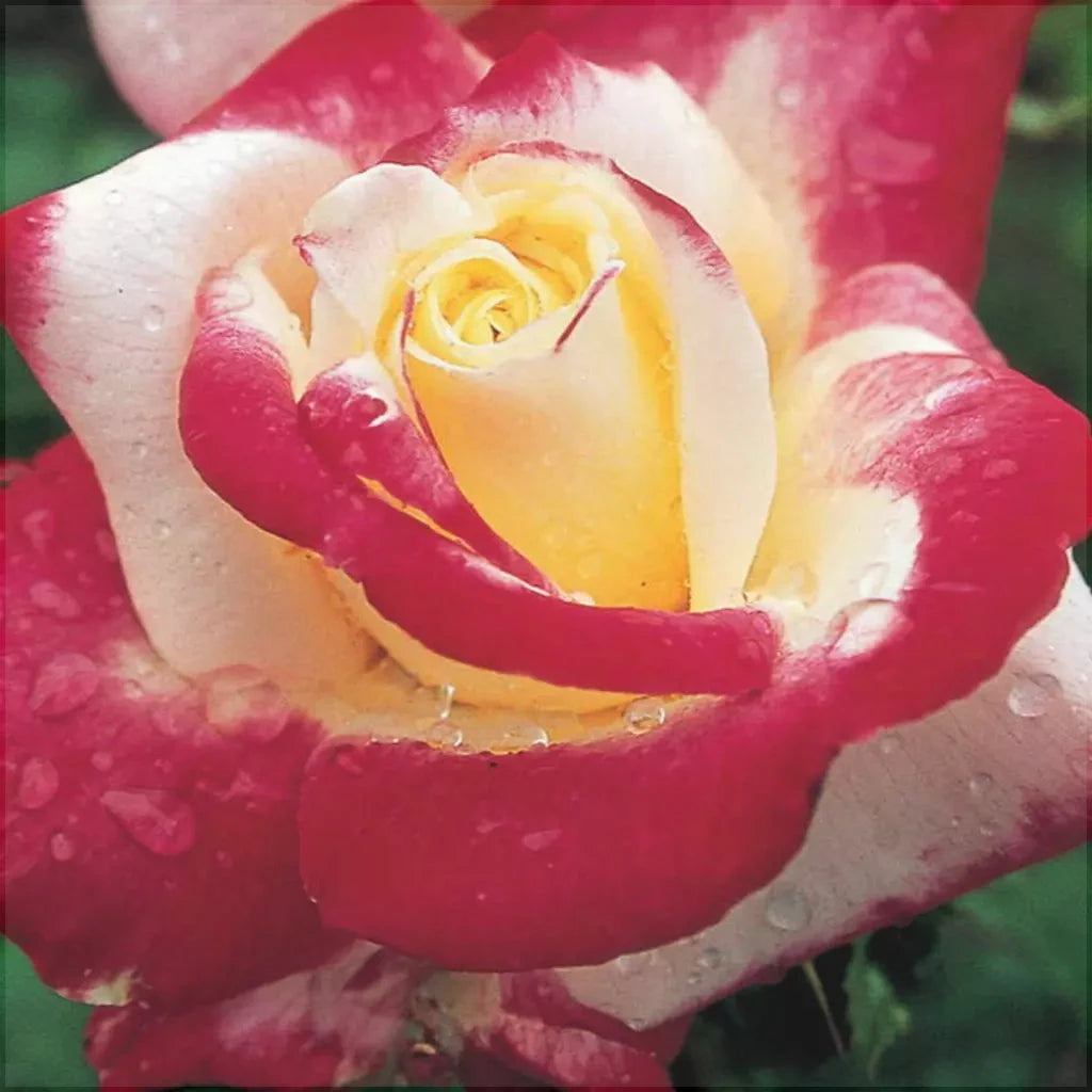 Trandafir Tufa "Double Delight", la Ghiveci 3L, Anul 2, 1 Bucata