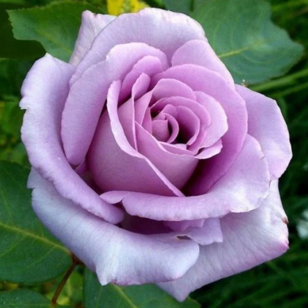 Trandafir Tufă "Eminence", Mov Deschis, la Ghiveci 3L, Anul 2, 1 Bucată