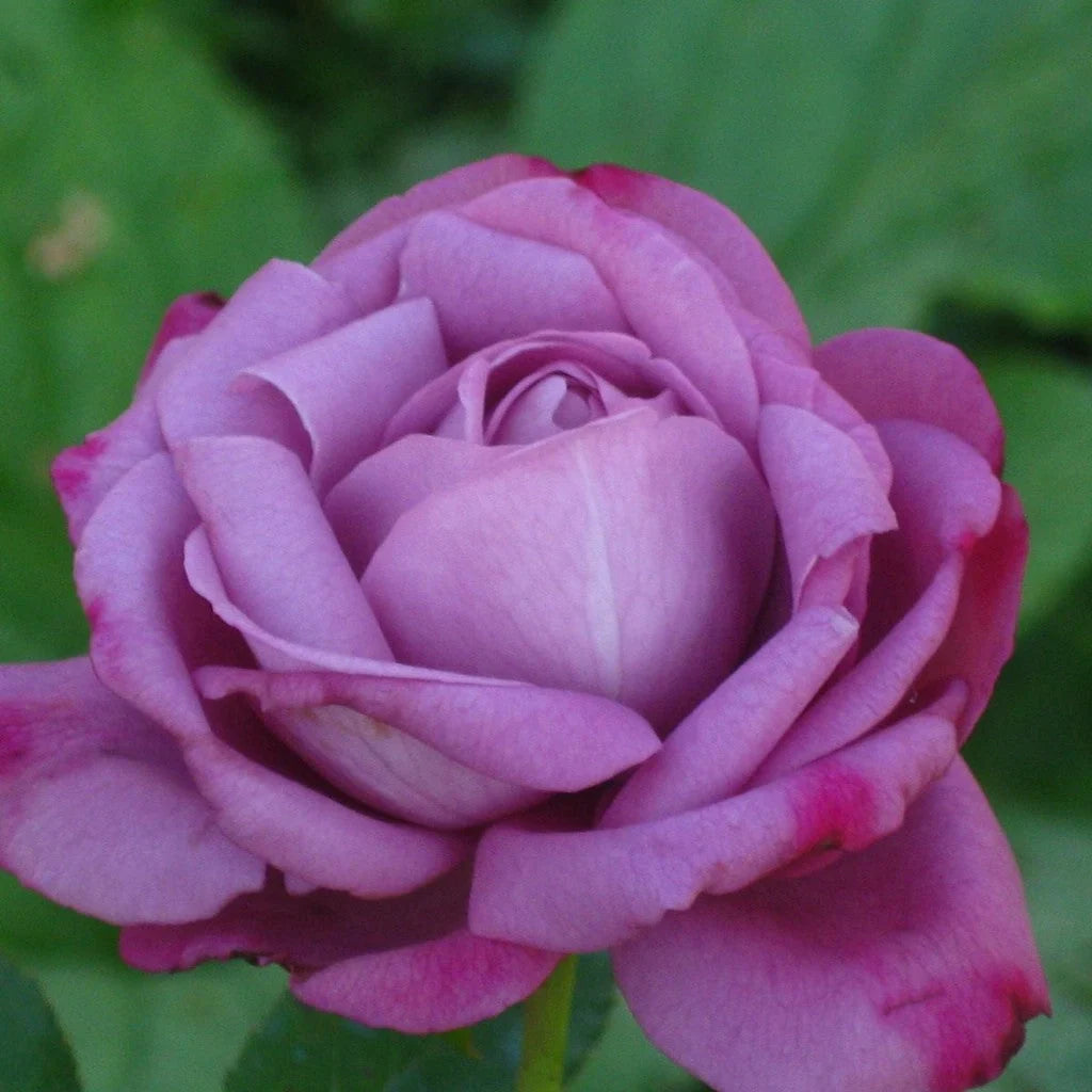Trandafir Tufă "Eminence", Mov Deschis, la Ghiveci 3L, Anul 2, 1 Bucată