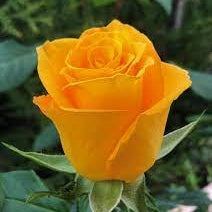 Trandafir Tufa "Fresco", Galben, la Ghiveci 3L, Anul 2, 1 Bucata