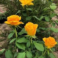 Trandafir Tufa "Fresco", Galben, la Ghiveci 3L, Anul 2, 1 Bucata