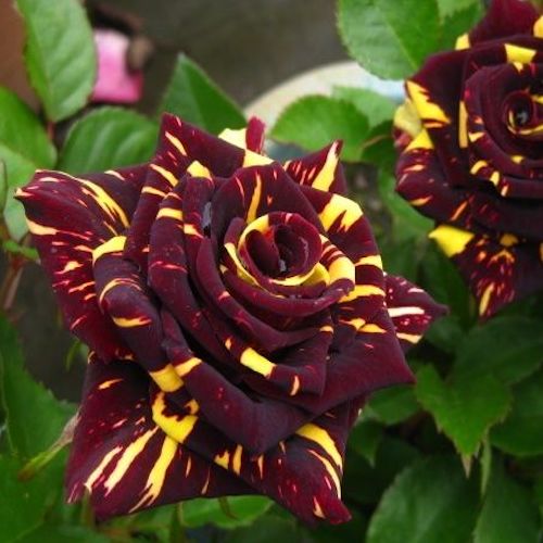 Trandafir Tufa "Hocus Pocus", la Ghiveci 3L, Anul 2, 1 Bucata