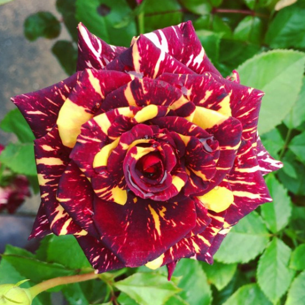 Trandafir Tufa "Hocus Pocus", la Ghiveci 3L, Anul 2, 1 Bucata