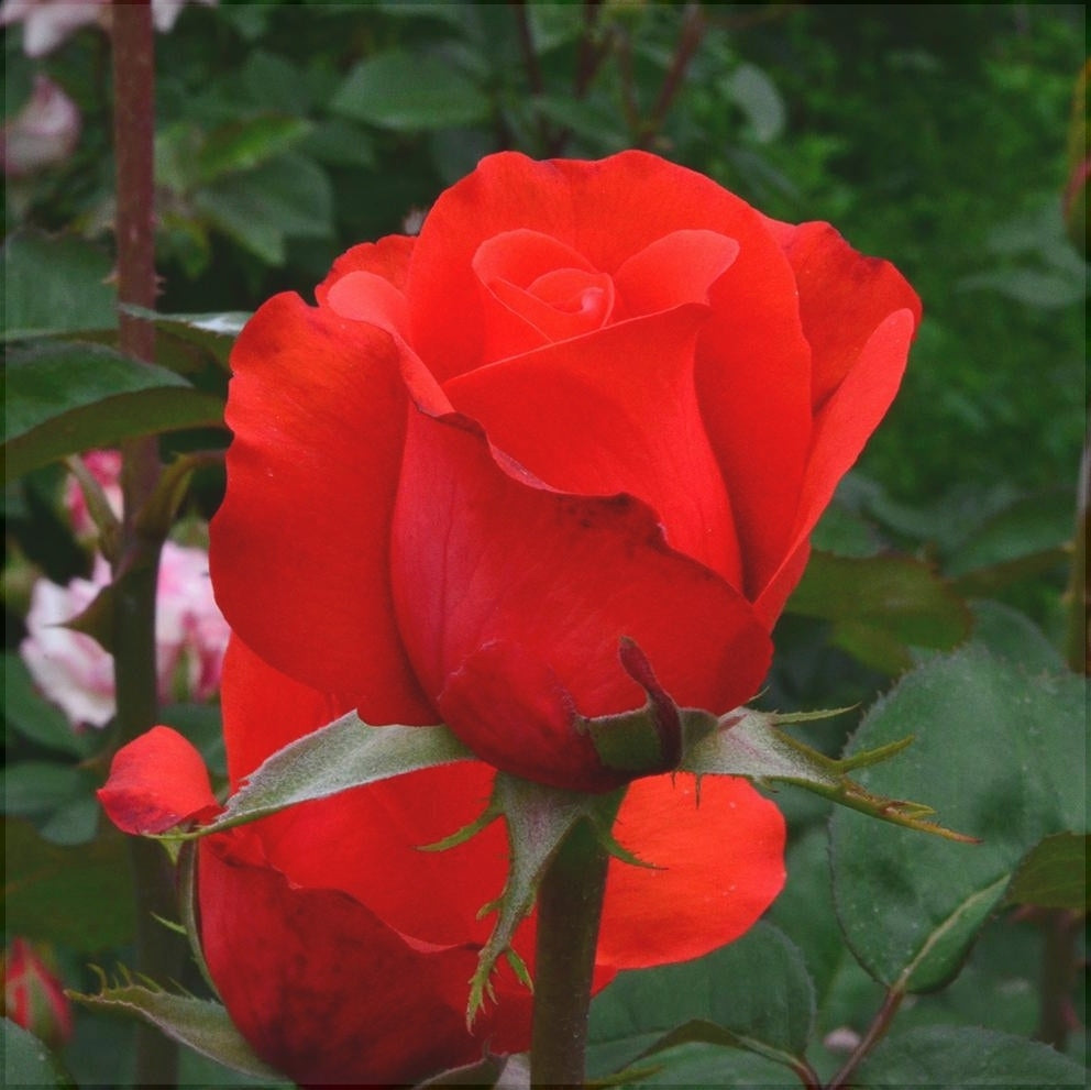 Trandafir Tufa "Holstein", Rosu, la Ghiveci 3L, Anul 2, 1 Bucata