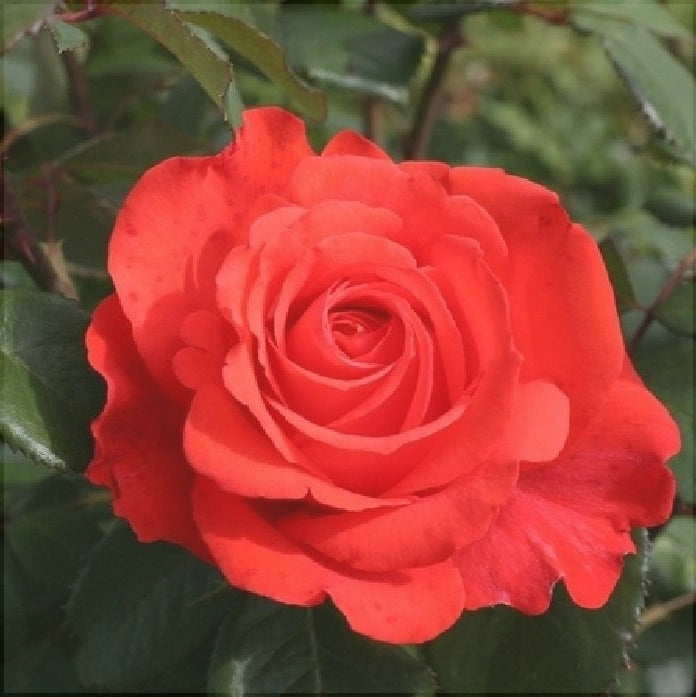 Trandafir Tufa "Holstein", Rosu, la Ghiveci 3L, Anul 2, 1 Bucata