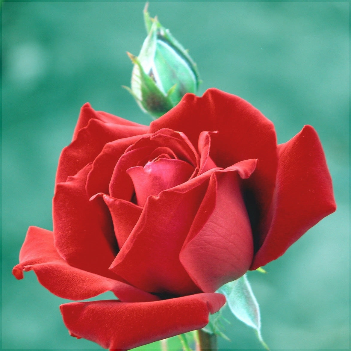 Trandafir Tufa "Ingrid", Rosu, la Ghiveci 3L, Anul 2, 1 Bucata