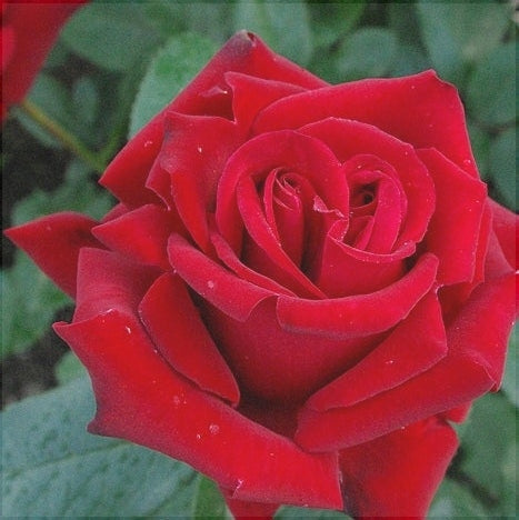 Trandafir Tufa "Ingrid", Rosu, la Ghiveci 3L, Anul 2, 1 Bucata