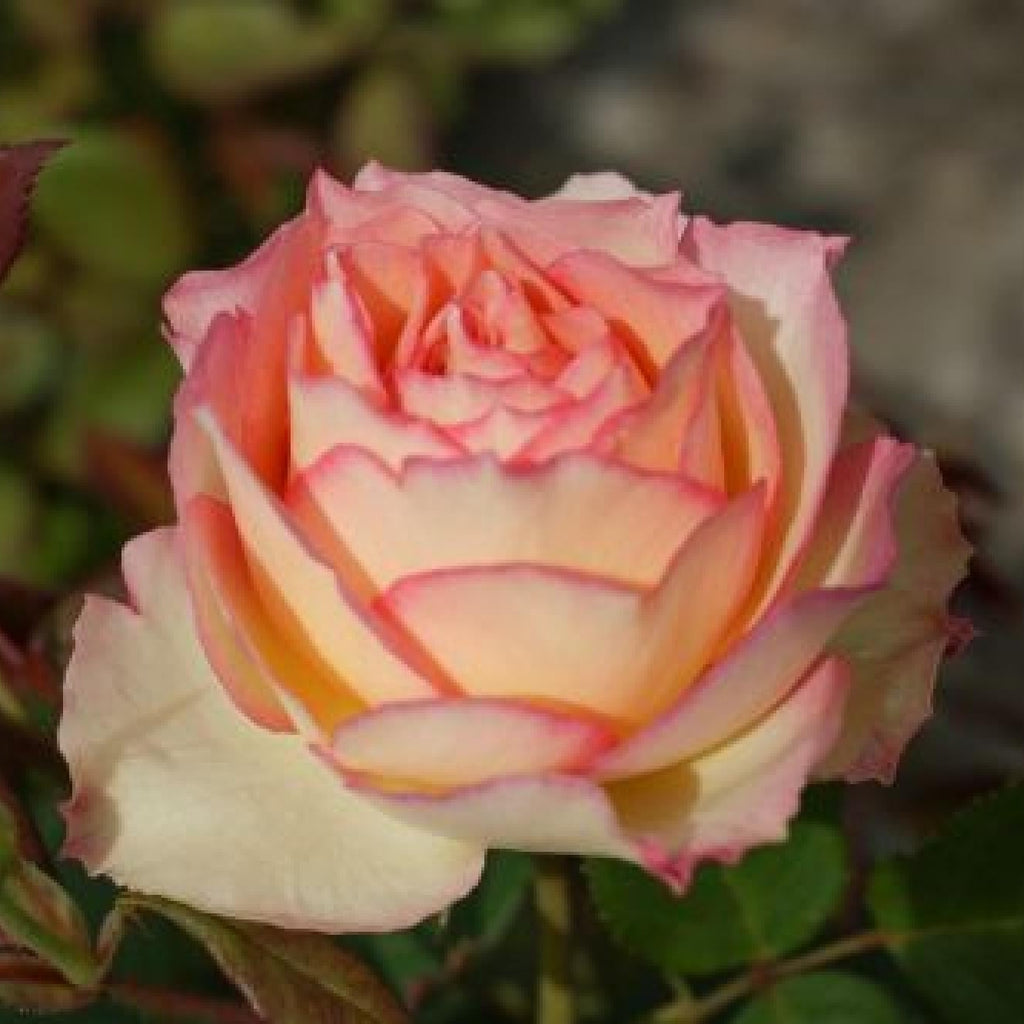 Trandafir Tufa "Jalitah", la Ghiveci 3L, Anul 2, 1 Bucata