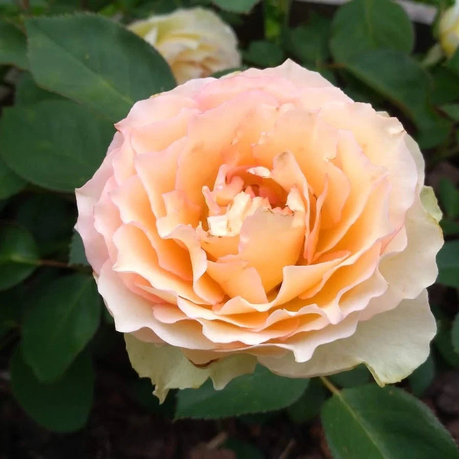 Trandafir Tufă "Jalitah", la Ghiveci 3L, Anul 2, 1 Bucată