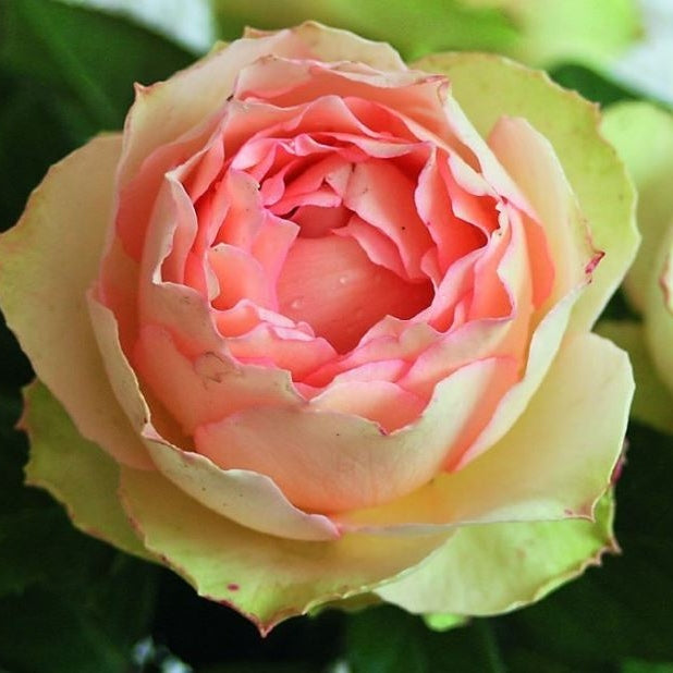 Trandafir Tufa "Jalitah", la Ghiveci 3L, Anul 2, 1 Bucata