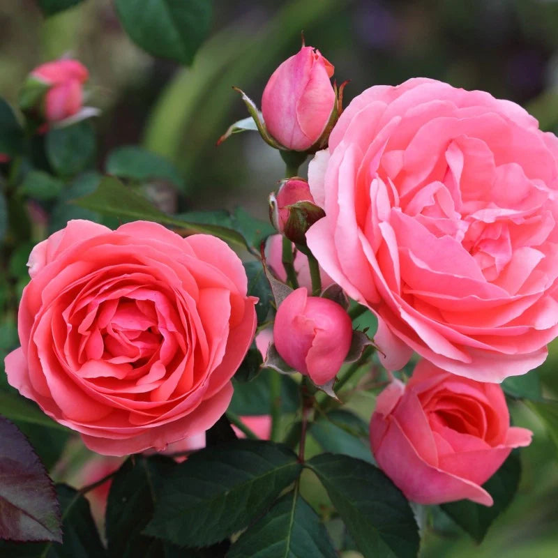 Trandafir Tufă "Kimono", Roz, la Ghiveci 3L, Anul 2, 1 Bucată