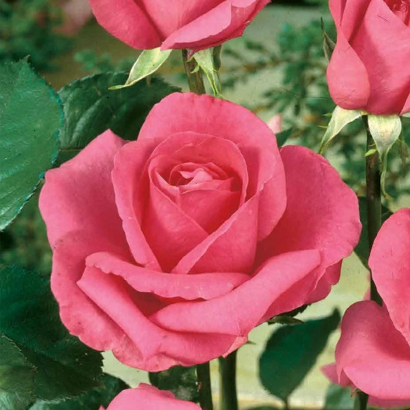 Trandafir Tufă "Mondial", Roz, la Ghiveci 3L, Anul 2, 1 Bucată