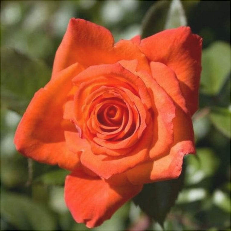 Trandafir Tufa "Monica", la Ghiveci 3L, Anul 2, 1 Bucata