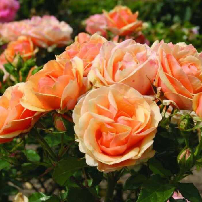 Trandafir Tufa "Olympic", la Ghiveci 3L, Anul 2, 1 Bucata