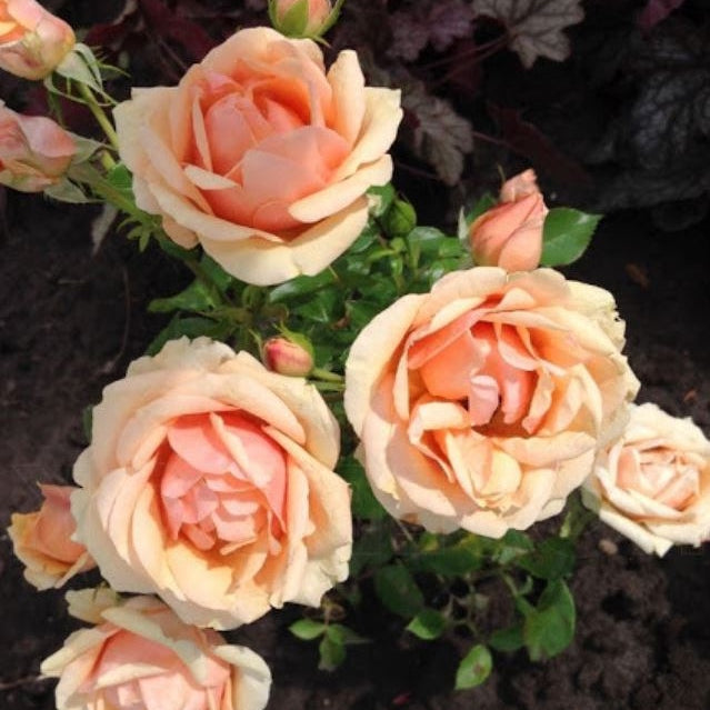 Trandafir Tufa "Olympic", la Ghiveci 3L, Anul 2, 1 Bucata