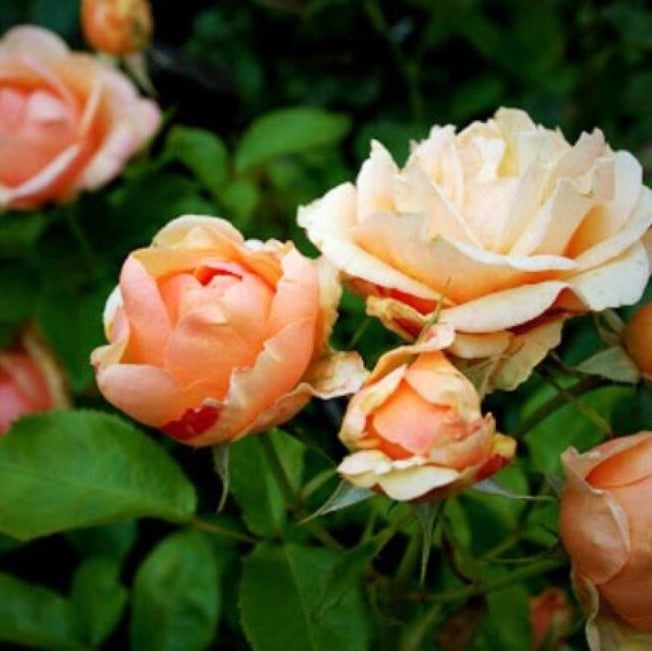 Trandafir Tufa "Olympic", la Ghiveci 3L, Anul 2, 1 Bucata