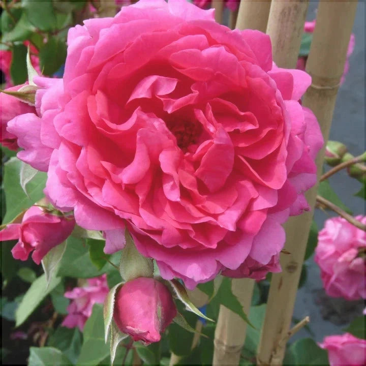 Trandafir Tufa "Parade", Roz, la Ghiveci 3L, Anul 2, 1 Bucata