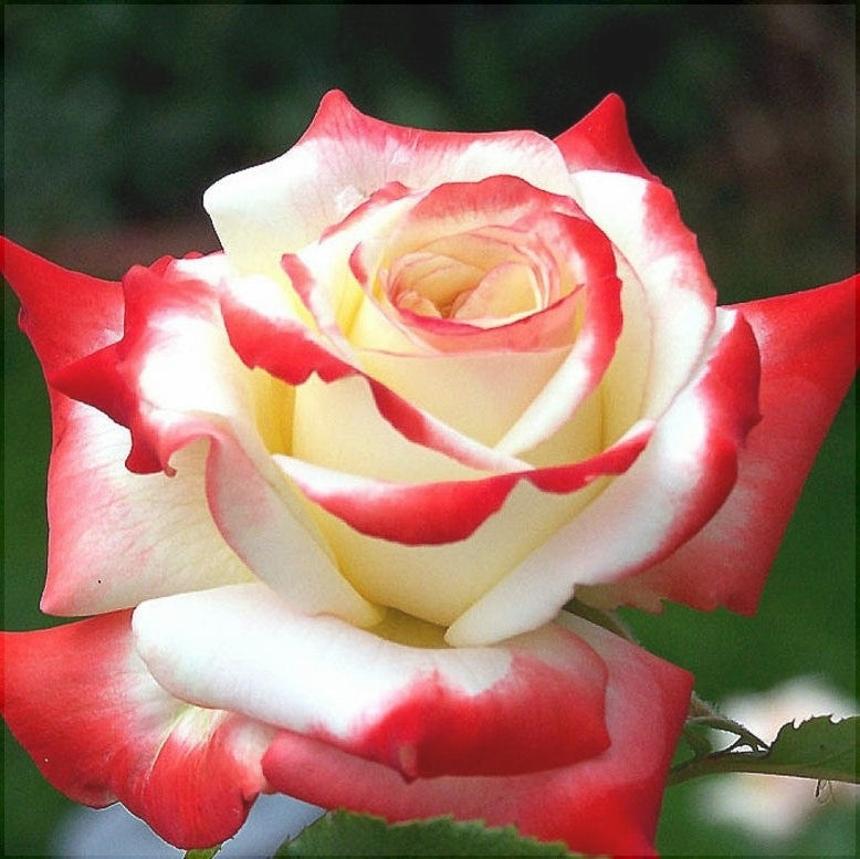 Trandafir Tufa "Printesa", la Ghiveci 3L, Anul 2, 1 Bucata