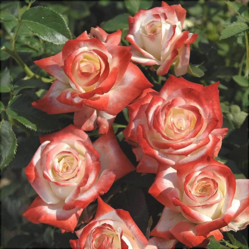 Trandafir Tufa "Printesa", la Ghiveci 3L, Anul 2, 1 Bucata