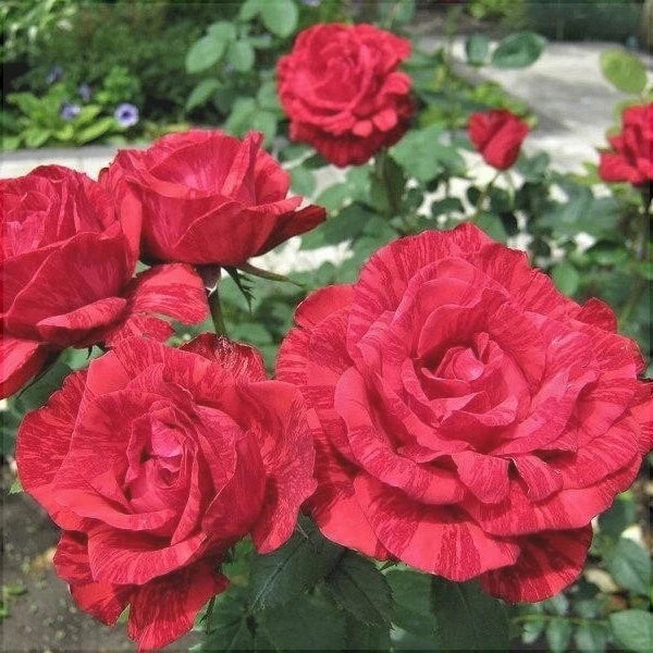 Trandafir Tufă "Red Intuition", la Ghiveci 3L, Anul 2, 1 Bucată