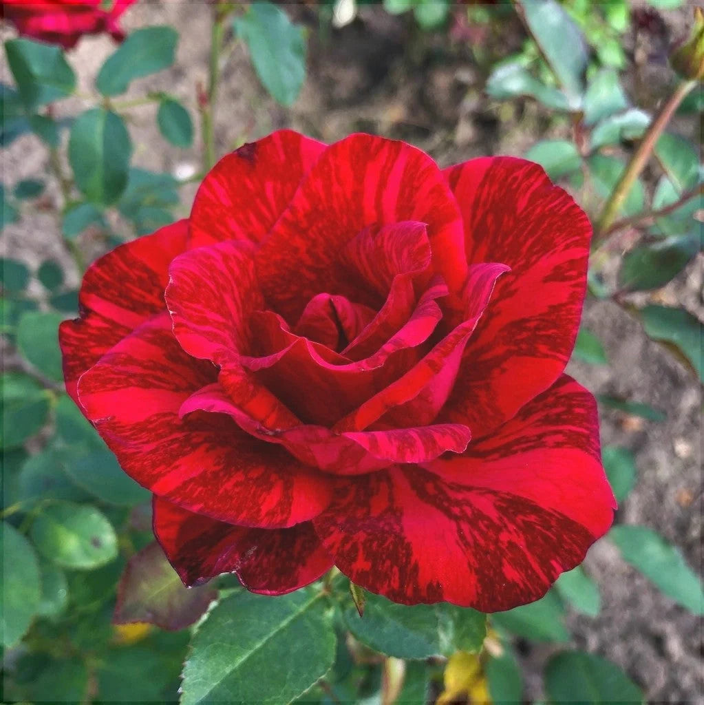 Trandafir Tufă "Red Intuition", la Ghiveci 3L, Anul 2, 1 Bucată