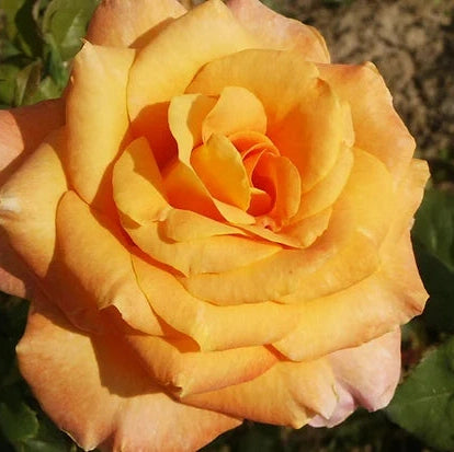 Trandafir Tufa "Remy Martin", la Ghiveci 3L, Anul 2, 1 Bucata