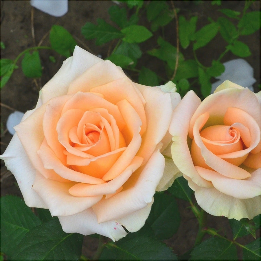 Trandafir Tufa "Versilia", la Ghiveci 3L, Anul 2, 1 Bucata