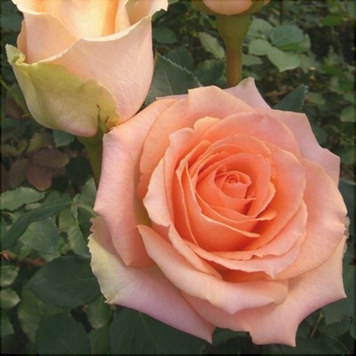 Trandafir Tufa "Versilia", la Ghiveci 3L, Anul 2, 1 Bucata