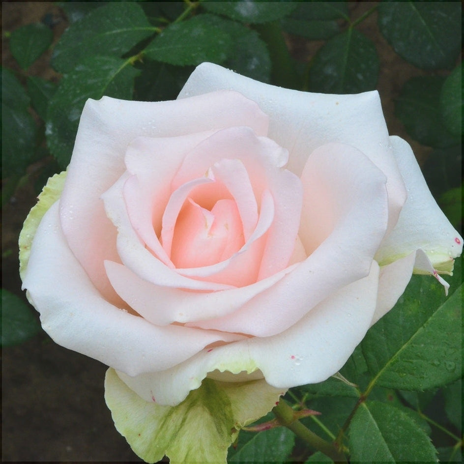 Trandafir Tufa "Vivaldi", la Ghiveci 3L, Anul 2, 1 Bucata