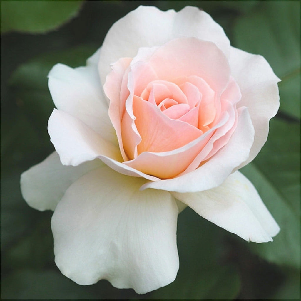 Trandafir Tufa "Vivaldi", la Ghiveci 3L, Anul 2, 1 Bucata