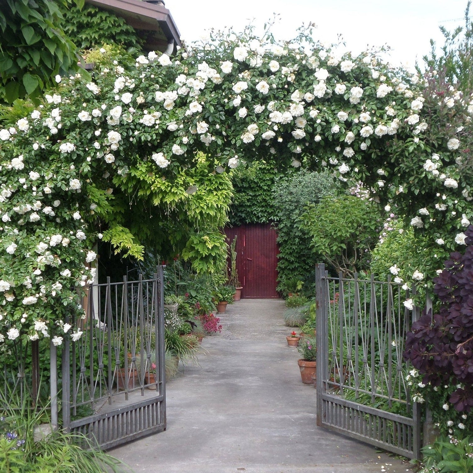 Trandafir Urcator "Alberic Barbier", la Ghiveci 3L, Anul 2, 1 Bucata