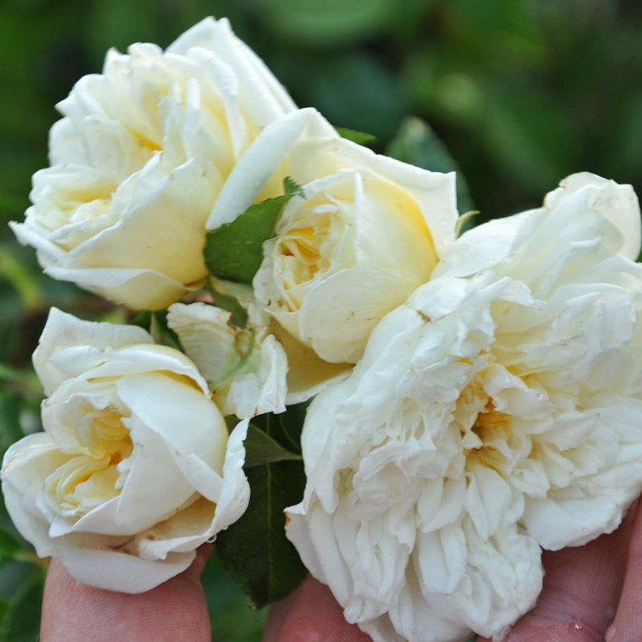 Trandafir Urcator "Alberic Barbier", la Ghiveci 3L, Anul 2, 1 Bucata