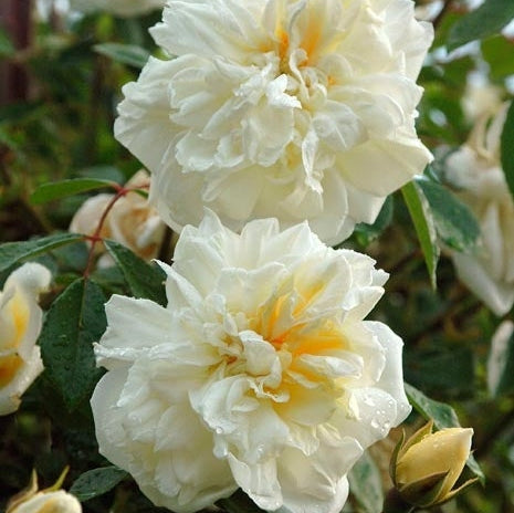 Trandafir Urcator "Alberic Barbier", la Ghiveci 3L, Anul 2, 1 Bucata