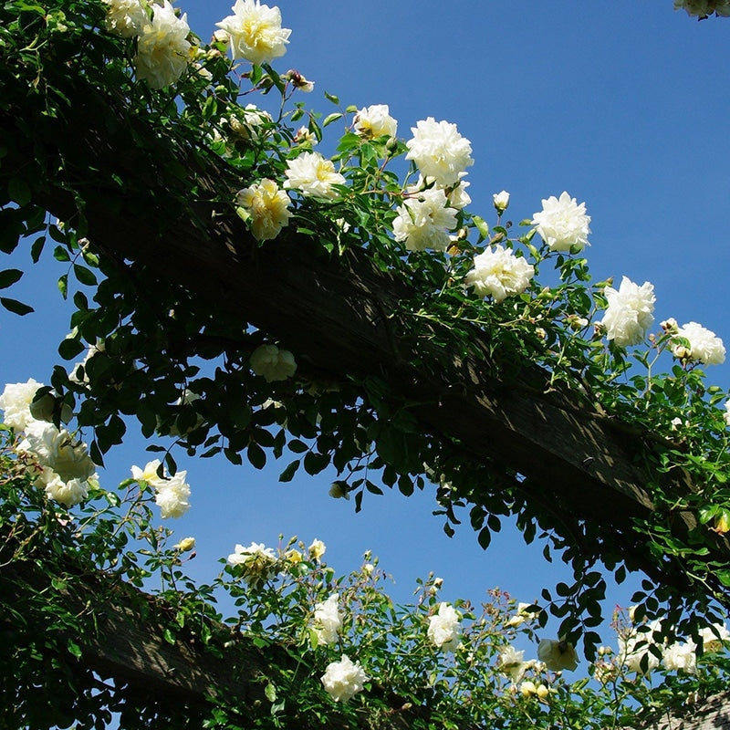 Trandafir Urcator "Alberic Barbier", la Ghiveci 3L, Anul 2, 1 Bucata