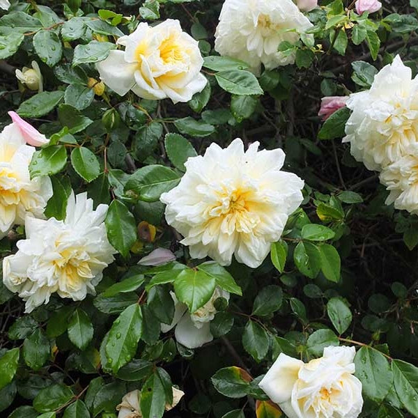 Trandafir Urcator "Alberic Barbier", la Ghiveci 3L, Anul 2, 1 Bucata