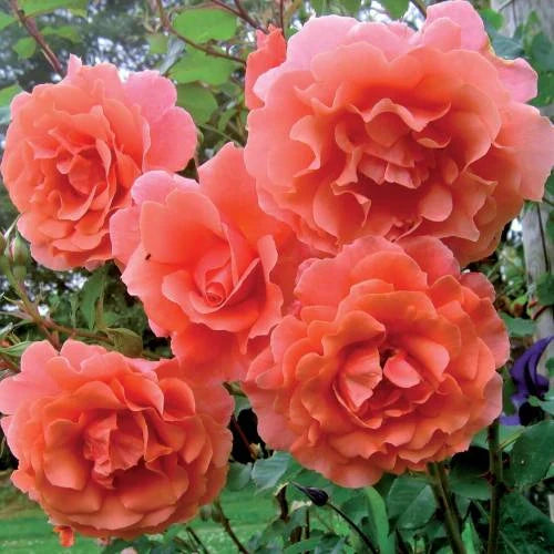 Trandafir Urcător "Alibaba", la Ghiveci 3L, Anul 2, 1 Bucată