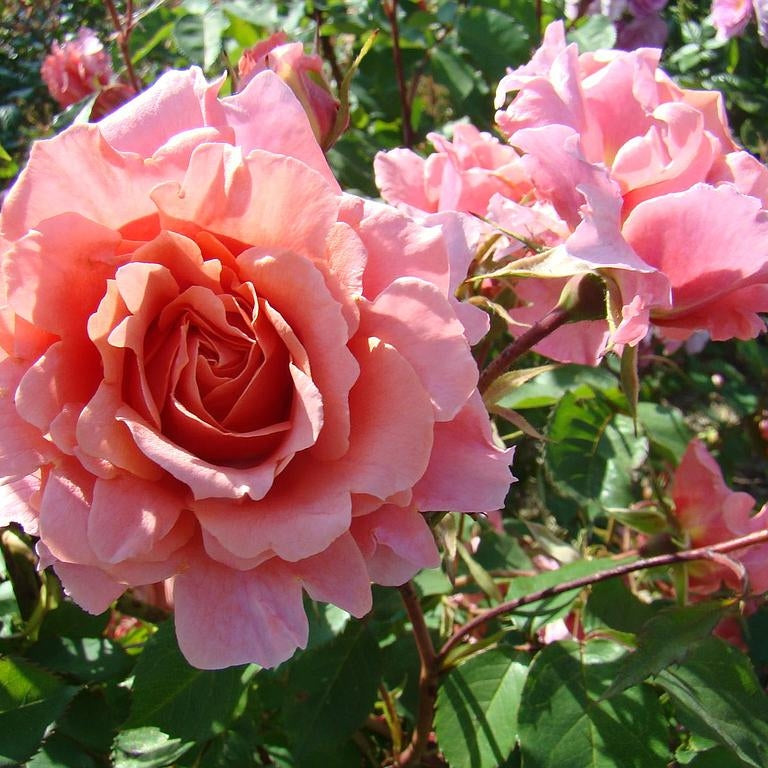 Trandafir Urcator "Alibaba", la Ghiveci 3L, Anul 2, 1 Bucata