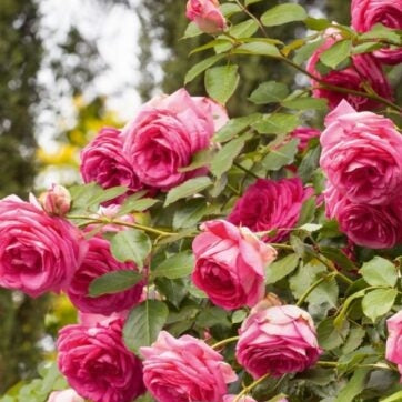 Trandafir Urcator "Allegro", la Ghiveci 3L, Anul 2, 1 Bucata