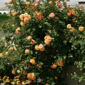 Trandafir Urcator "Aloha", la Ghiveci 3L, Anul 2, 1 Bucata