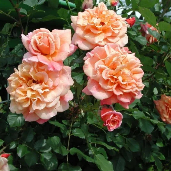 Trandafir Urcator "Aloha", la Ghiveci 3L, Anul 2, 1 Bucata