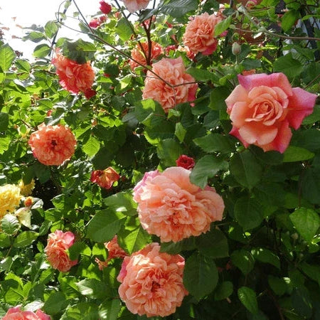 Trandafir Urcator "Aloha", la Ghiveci 3L, Anul 2, 1 Bucata