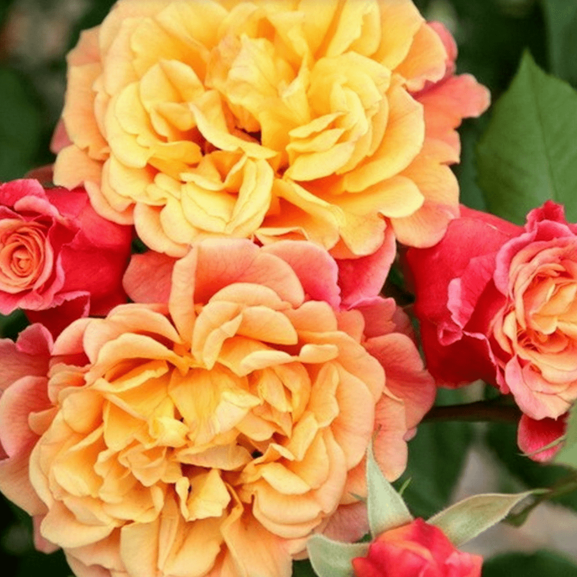 Trandafir Urcator "Aloha", la Ghiveci 3L, Anul 2, 1 Bucata