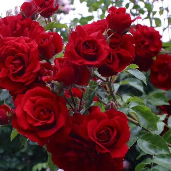 Trandafir Urcator "Amadeus", la Ghiveci 3L, Anul 2, 1 Bucata