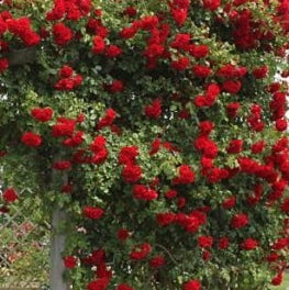 Trandafir Urcator "Amadeus", la Ghiveci 3L, Anul 2, 1 Bucata