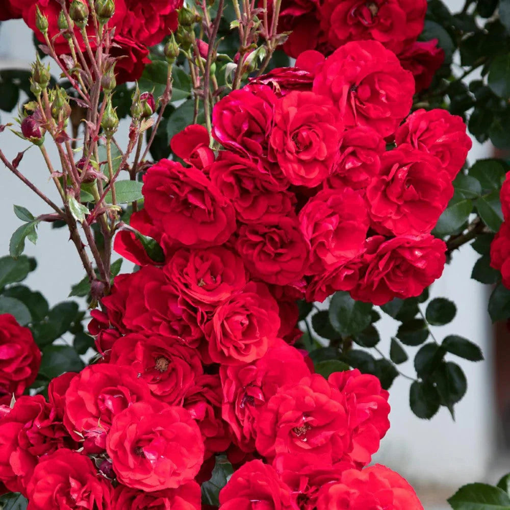 Trandafir Urcător "Amadeus", la Ghiveci 3L, Anul 2, 1 Bucată