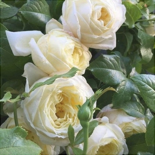 Trandafir Urcator "Amnesty International", la Ghiveci 3L, Anul 2, 1 Bucata