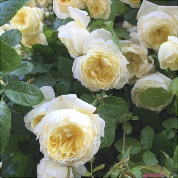 Trandafir Urcator "Amnesty International", la Ghiveci 3L, Anul 2, 1 Bucata