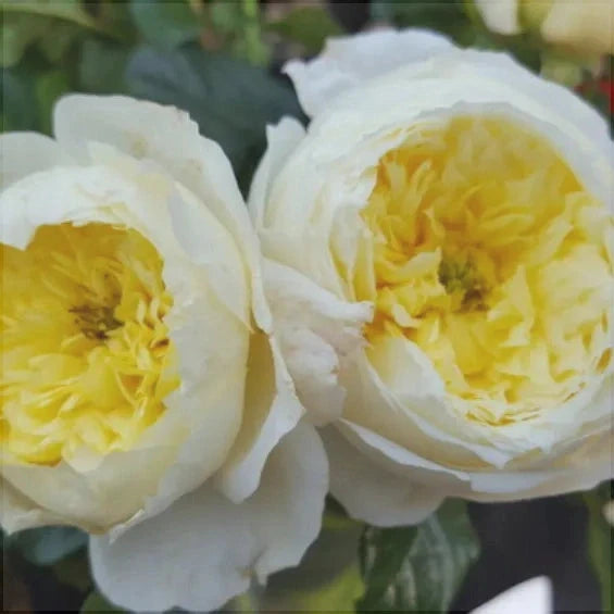 Trandafir Urcator "Amnesty International", la Ghiveci 3L, Anul 2, 1 Bucata